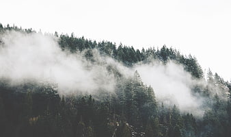 Misty pine forest on a foggy mountain slope