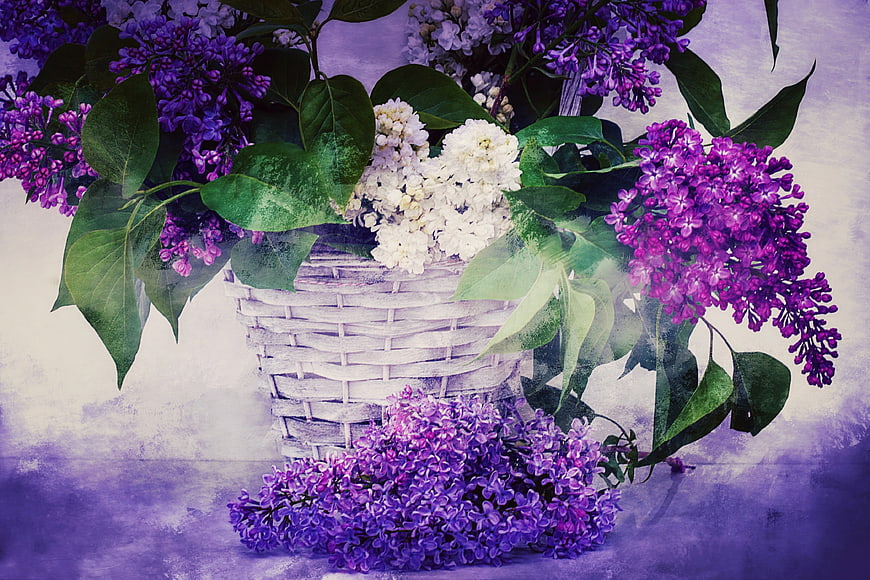 Purple and white lilac bouquet in a white wicker basket on a textured background