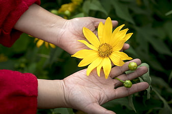 Hands holding yellow sunflower in garden