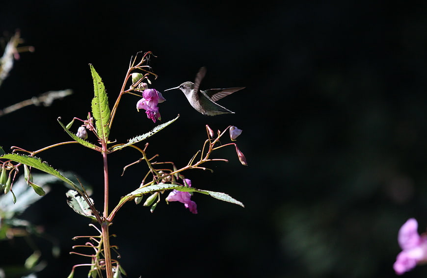 Hummingbird Feeding on Pink Wildflowers in Dark Forest