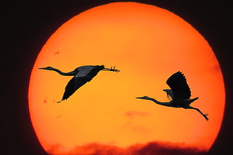 Two herons flying in silhouette against a massive orange sunset sun