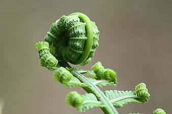 Close-up of a green fern fiddlehead unfurling against a blurred background