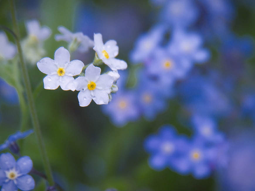 Close-up of delicate white forget-me-not flowers with water droplets