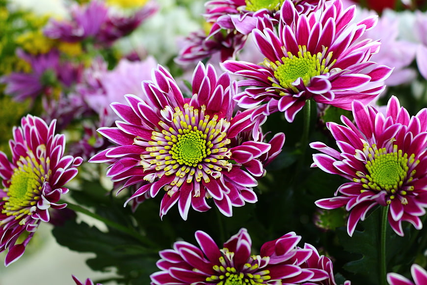 Vibrant Pink and White Bicolor Chrysanthemums Close-Up
