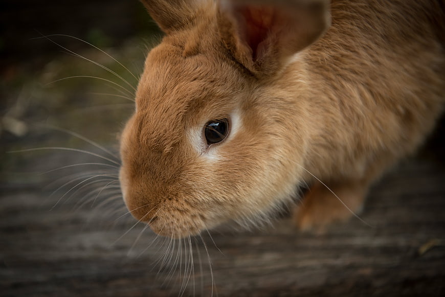 Close-up portrait of a cute brown rabbit with long whiskers