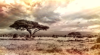 Dramatic African Savannah Landscape with Acacia Tree and Cloudy Sky
