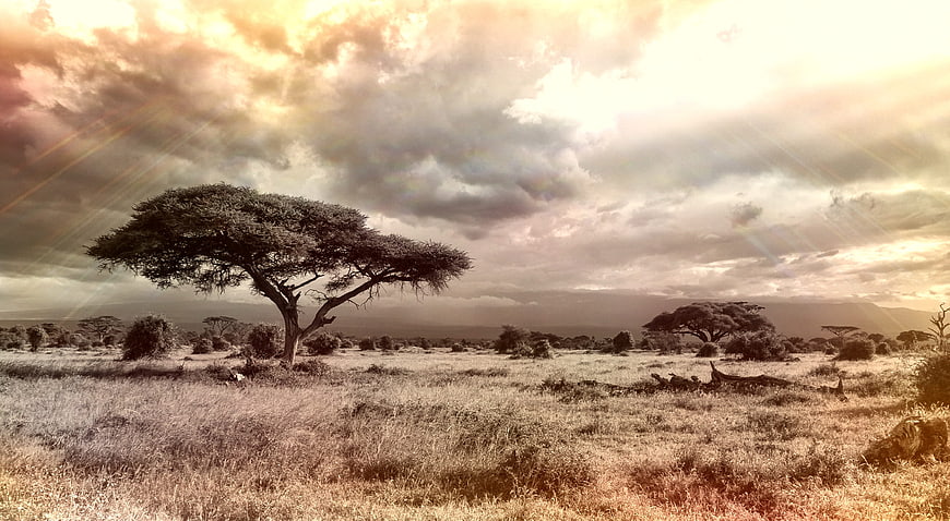Dramatic African Savannah Landscape with Acacia Tree and Cloudy Sky