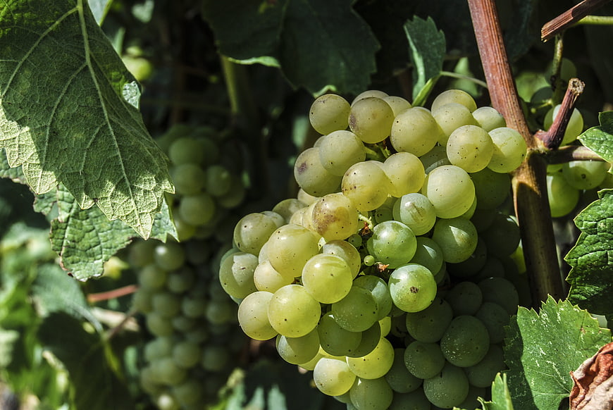 Close-up of ripe white grapes on the vine in sunlight