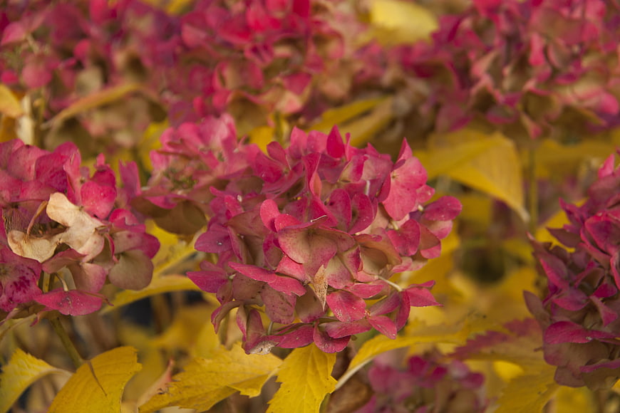 Close-up of pink and brown autumn hydrangea flowers