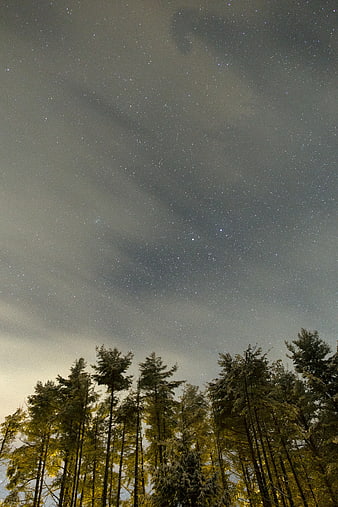 Low Angle Night Sky Over Snowy Pine Forest