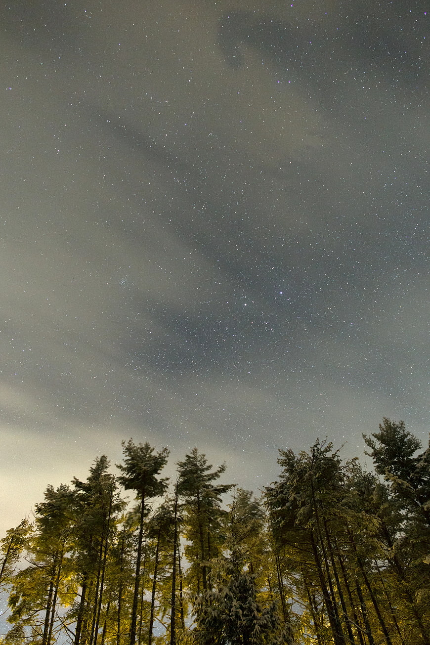 Low Angle Night Sky Over Snowy Pine Forest