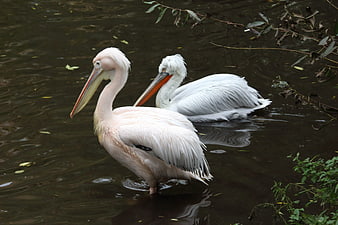Two Pink Pelicans Swimming in Dark Water