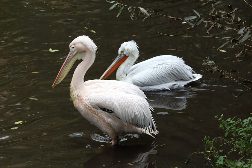 Two Pink Pelicans Swimming in Dark Water