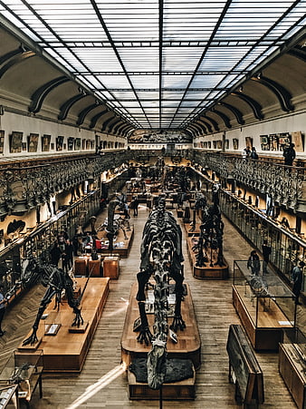 Grand Hall of Natural History Museum with Dinosaur Skeletons