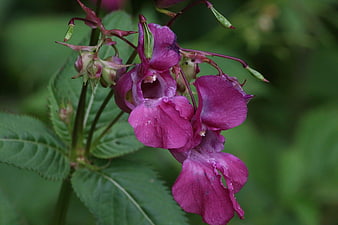Vibrant Pink Wildflower Close-Up with Green Leaves