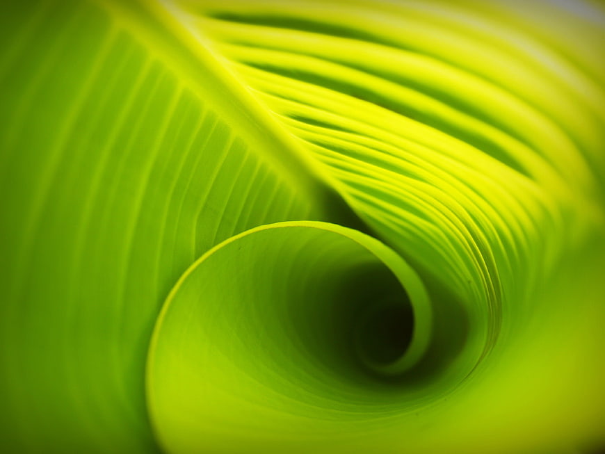 Abstract Macro of Vibrant Green Banana Leaf Spiral