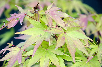 Close-up of Japanese Maple Leaves with Green and Red Tones