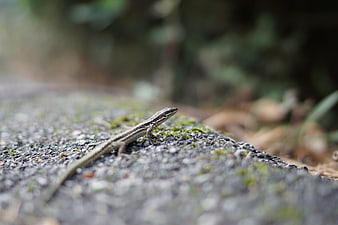 Small Lizard on Mossy Rock in Forest