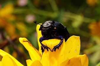 Close-up of a black beetle on a yellow flower