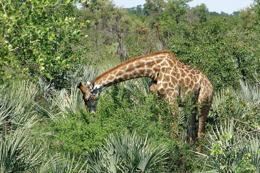 Giraffe Bending Down to Graze in African Bush