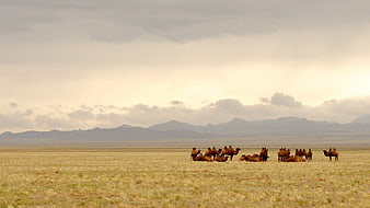 Herd of Bactrian Camels Resting in Mongolian Steppe Landscape