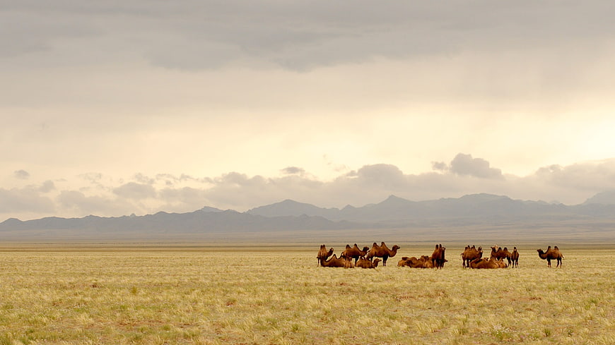Herd of Bactrian Camels Resting in Mongolian Steppe Landscape