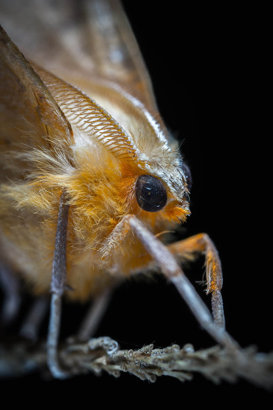 Macro photography of a fuzzy orange moth on a twig