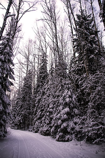 Snowy Winter Forest Path with Tall Pine Trees