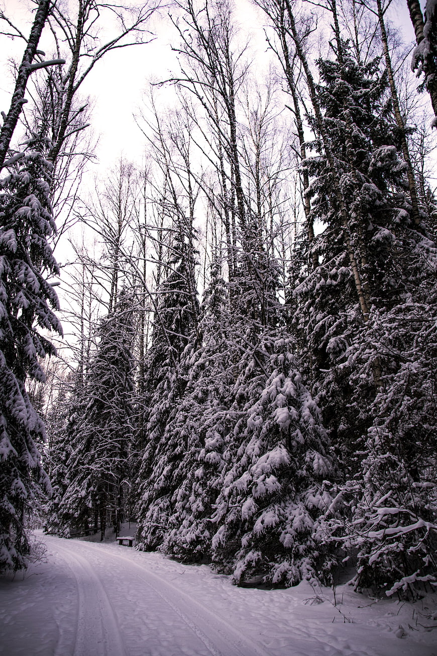 Snowy Winter Forest Path with Tall Pine Trees