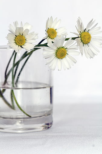 White Daisies in Glass Vase on White Background