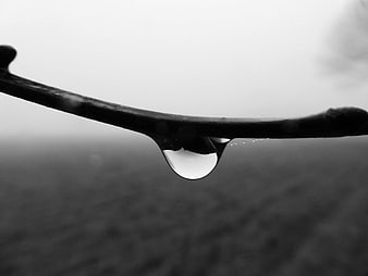 Black and white raindrop hanging from a branch in fog