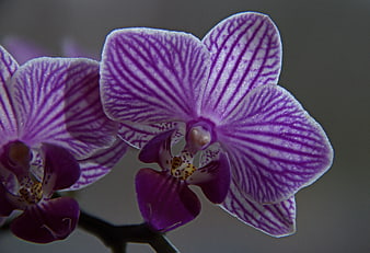 Close-up of purple phalaenopsis orchid with striped petals