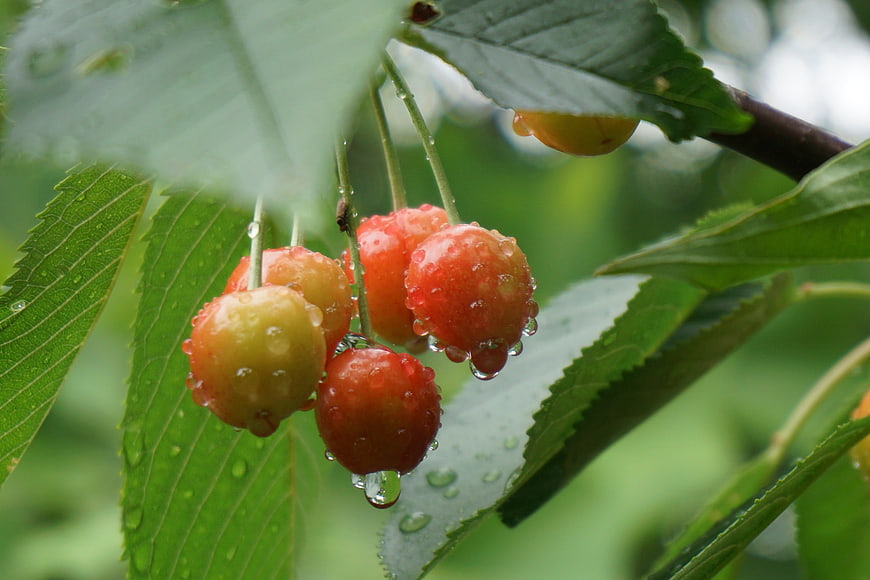 Fresh Raindrops on Ripening Cherries on Tree Branch