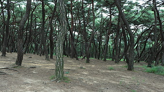 Dense Pine Forest Landscape With Sandy Ground And Tall Trees