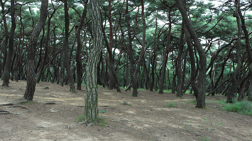 Dense Pine Forest Landscape With Sandy Ground And Tall Trees