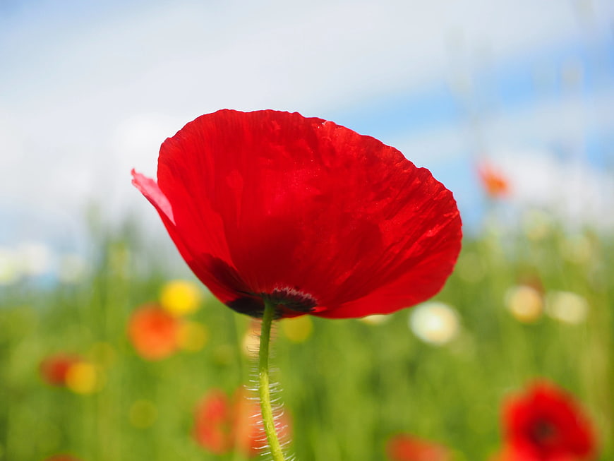 Vibrant Red Poppy Flower Close-Up in Green Field