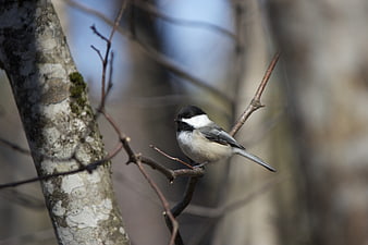 Black-capped Chickadee Perched on a Bare Branch