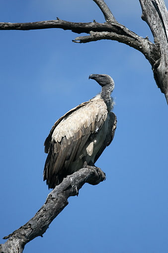 Vulture Perched on Dead Tree Branch Against Blue Sky