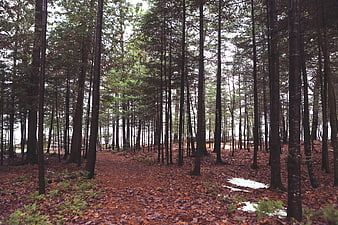Dense pine forest path with fallen leaves and snow patches
