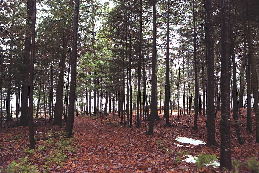 Dense pine forest path with fallen leaves and snow patches