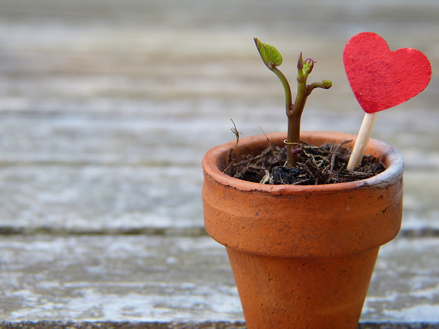 Small plant sprout in terracotta pot with red heart