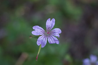 Close-up of a delicate purple wildflower with blurred green background