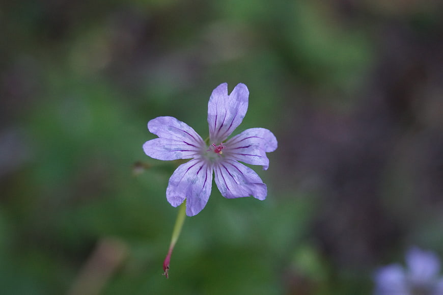 Close-up of a delicate purple wildflower with blurred green background