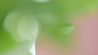 Abstract Green and Pink Bokeh Background