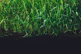 Green Reeds Growing in Dark Water