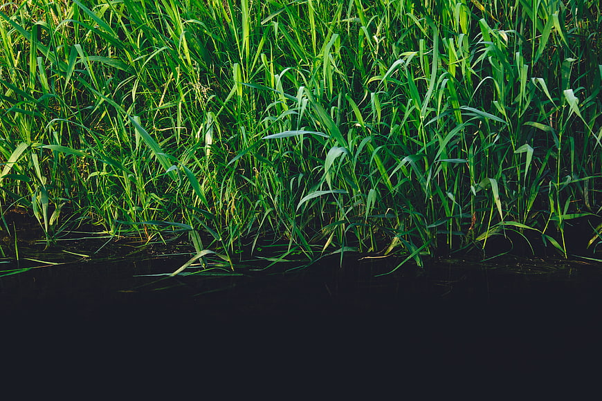 Green Reeds Growing in Dark Water