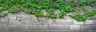 Green Ivy Vines Growing on Grey Stone Wall Texture