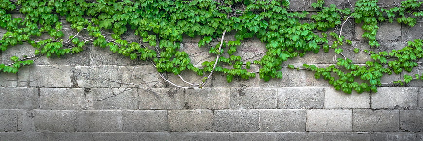 Green Ivy Vines Growing on Grey Stone Wall Texture