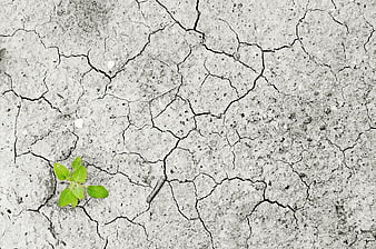Green Sprout Growing in Cracked Dry Earth
