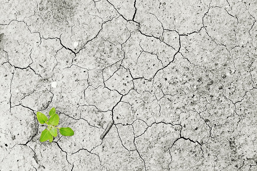 Green Sprout Growing in Cracked Dry Earth